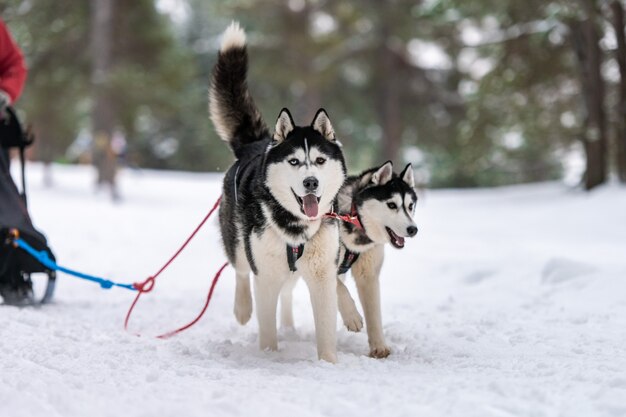 Carreras de perros de trineo. Equipo de perros de trineo Husky en arnés correr y tirar del conductor del perro. Competición del campeonato de deportes de invierno.