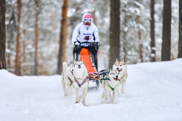 Carreras de perros de trineo con huskies.