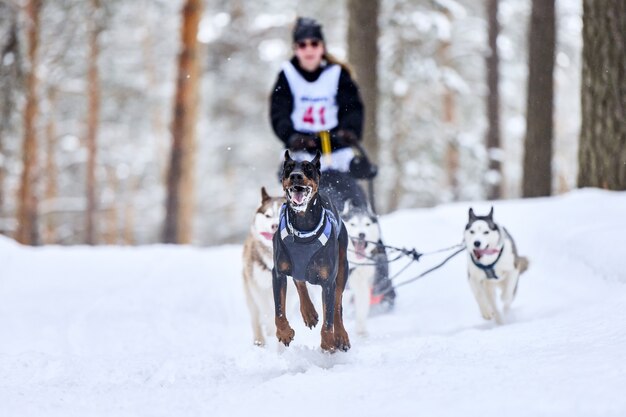 Carreras de perros de trineo con huskies.