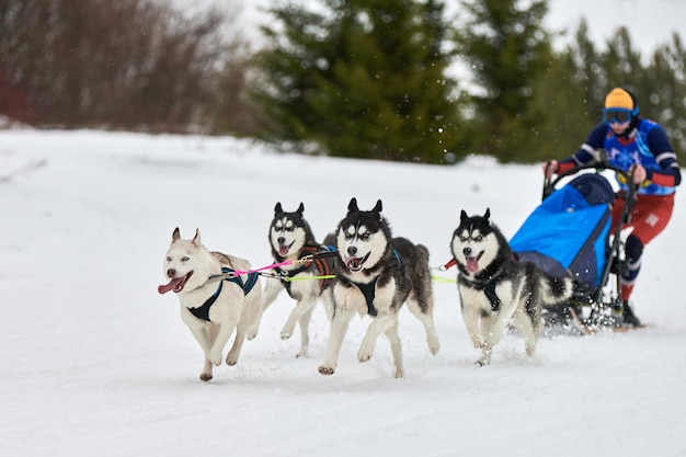 Carreras de perros de trineo husky. Competencia de equipo de trineo de deporte de perro de invierno. Los perros husky siberiano tiran del trineo con musher