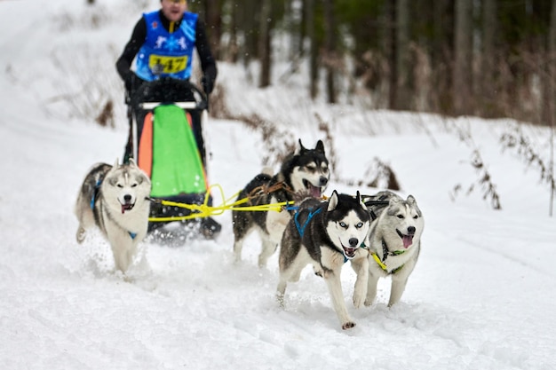 Carreras de perros de trineo husky. Competencia de equipo de trineo de deporte de perro de invierno. Los perros husky siberiano tiran del trineo con musher