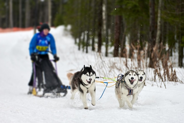 Carreras de perros de trineo husky. Competencia de equipo de trineo de deporte de perro de invierno. Los perros husky siberiano tiran del trineo con musher