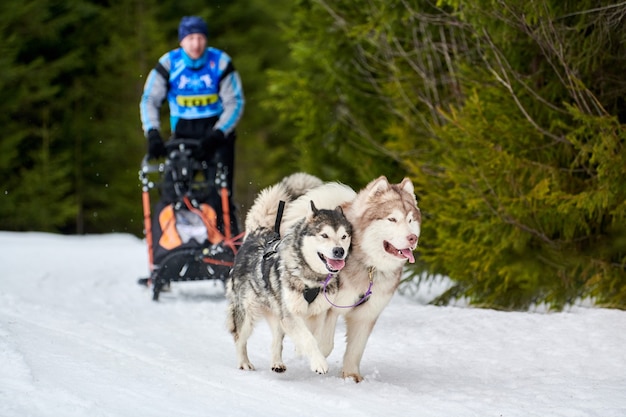 Carreras de perros de trineo husky. Competencia de equipo de trineo de deporte de perro de invierno. Los perros husky siberianos tiran del trineo con musher. Funcionamiento activo en la pista de cross country nevada