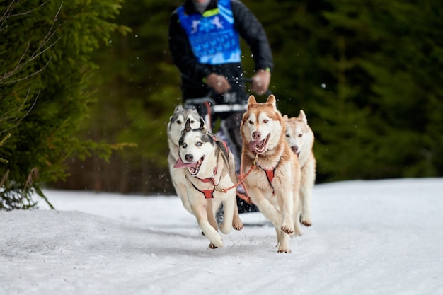 Carreras de perros de trineo husky. Competencia de equipo de trineo deportivo de perros de invierno Los perros husky siberiano tiran del trineo con musher