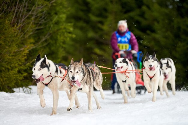 Carreras de perros de trineo husky. Competencia de equipo de trineo deportivo de perros de invierno