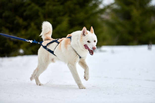 Carreras de perros de trineo husky en invierno