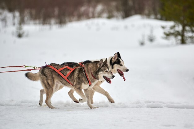 Carreras de perros de trineo husky en invierno