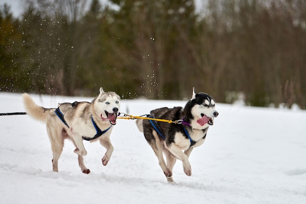 Carreras de perros de trineo husky en invierno