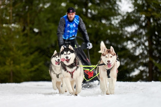 Carreras de perros de trineo husky en invierno