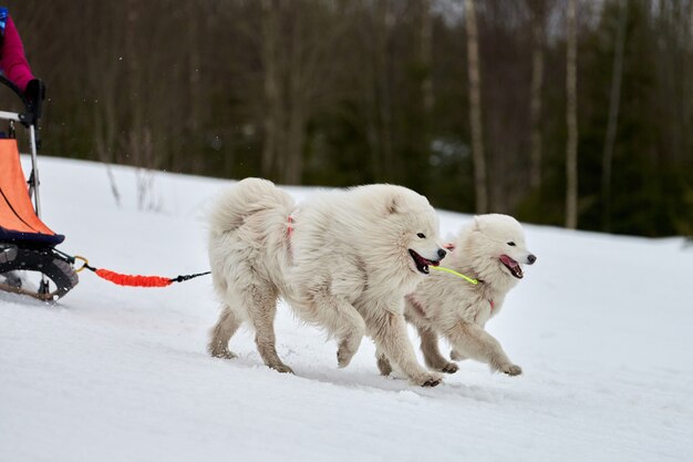 Carreras de perros de trineo husky en invierno