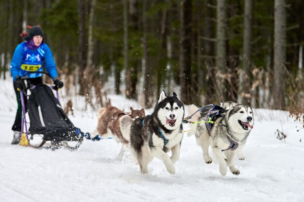 Carreras de perros de trineo husky en invierno