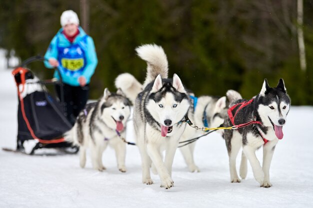 Carreras de perros de trineo husky en invierno