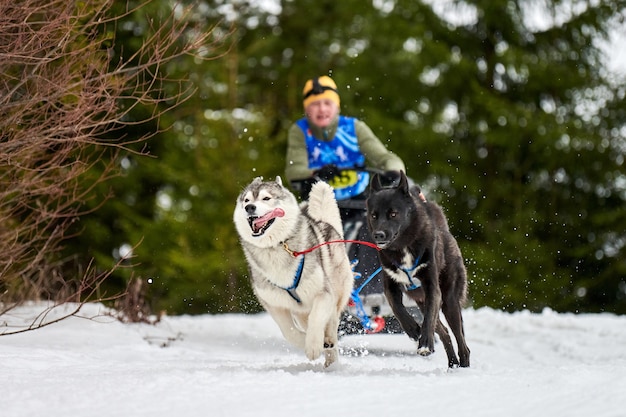 Carreras de perros de trineo husky en invierno