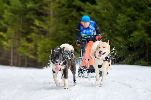 Carreras de perros de trineo husky en invierno