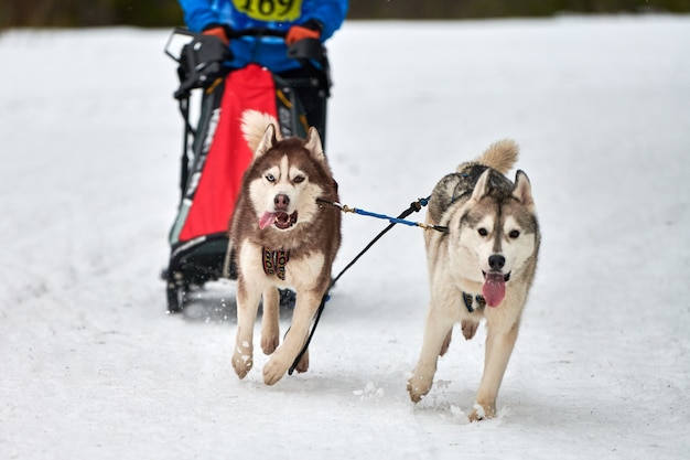 Carreras de perros de trineo husky en invierno