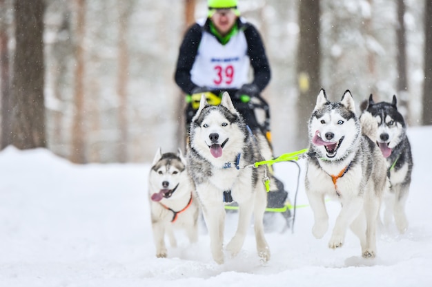 Carreras de perros de trineo de husky siberiano