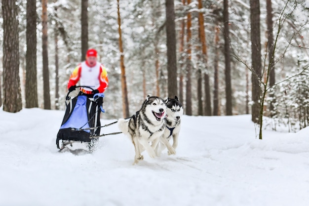 Carreras de perros de trineo de husky siberiano