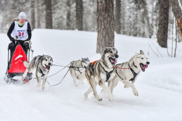 Carreras de perros de trineo de husky siberiano