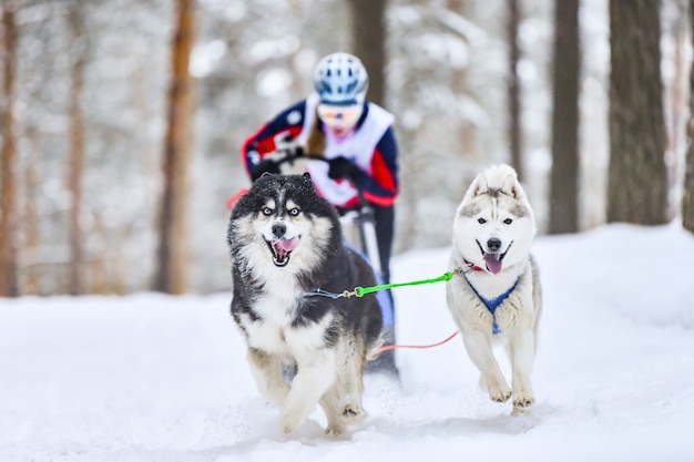 Carreras de perros de trineo de husky siberiano