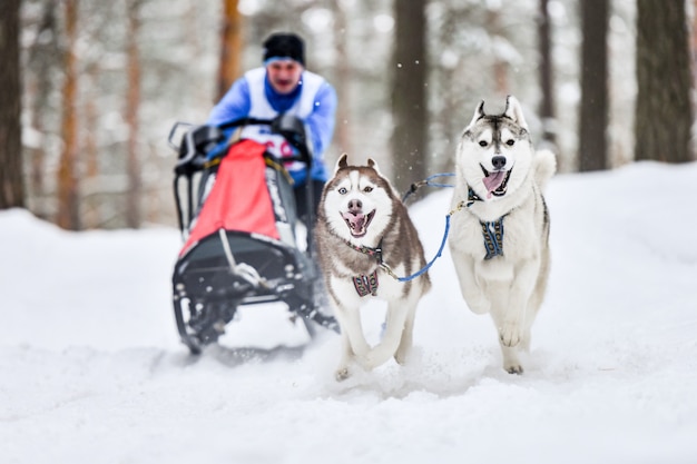 Carreras de perros de trineo de husky siberiano