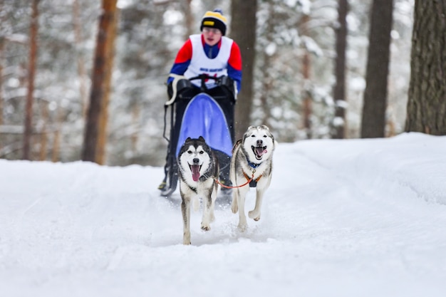 Carreras de perros de trineo de husky siberiano