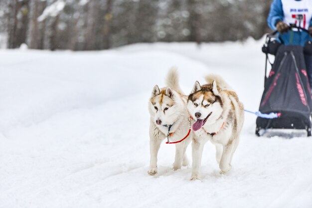 Carreras de perros de trineo Husky