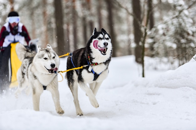 Carreras de perros de trineo Husky