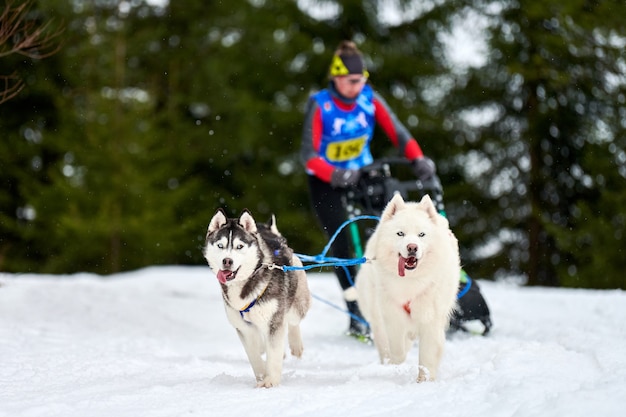 Carreras de perros de trineo husky