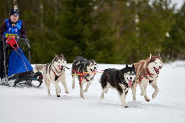 Carreras de perros de trineo de invierno en las montañas