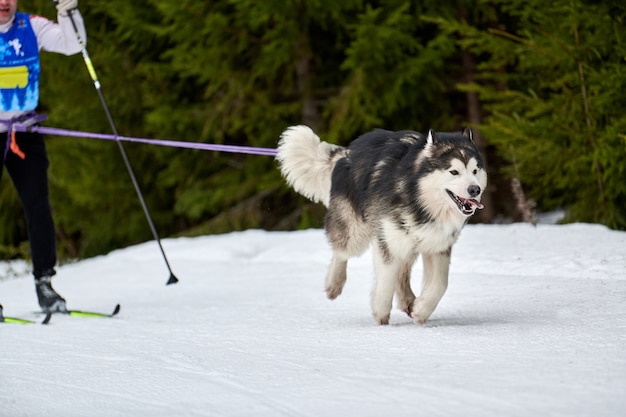 Carreras de perros de trineo de invierno en las montañas