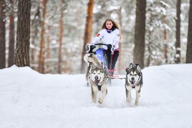 Carreras de perros de trineo en invierno