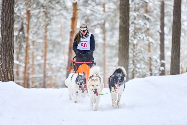 Carreras de perros de trineo en invierno