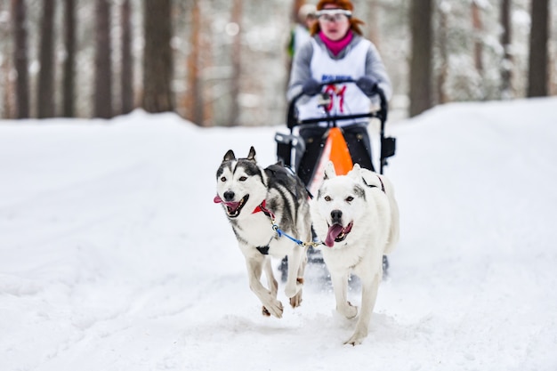 Carreras de perros de trineo en invierno