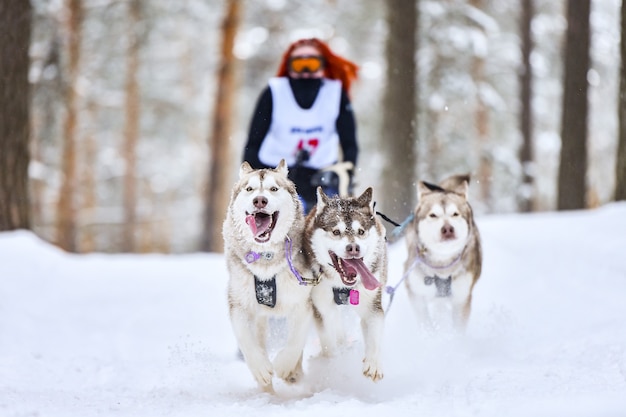 Carreras de perros de trineo. Los perros de trineo de huskys tiran de un trineo con perro musher. Competición de invierno.