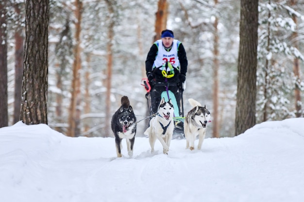 Carreras de perros de trineo. Los perros de trineo de huskys tiran de un trineo con perro musher. Competición de invierno.