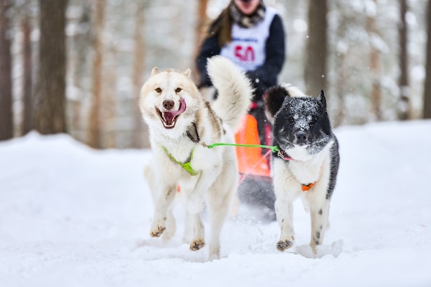 Carreras de perros de trineo. Los perros de trineo de huskys tiran de un trineo con perro musher. Competición de invierno.