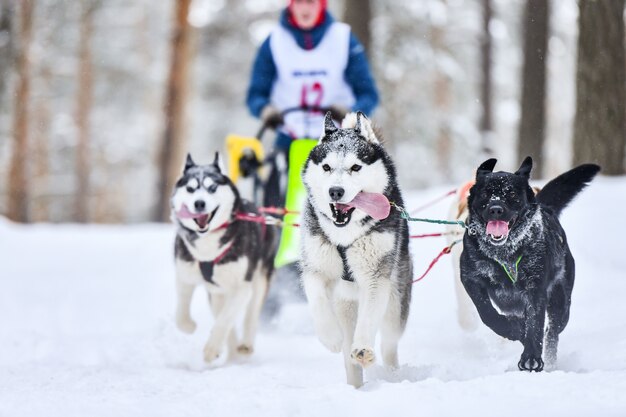 Carreras de perros de trineo