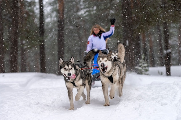 Carreras de perros de trineo