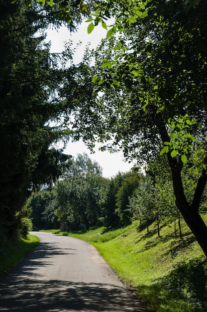 Foto carretera de alquitrán con árboles en el lado