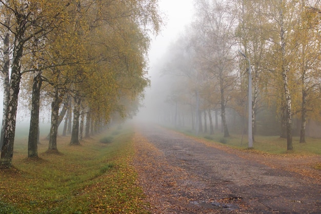 Carretera y árboles amarillos de otoño en la niebla.