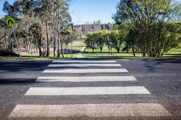 Foto carretera por árboles en la ciudad