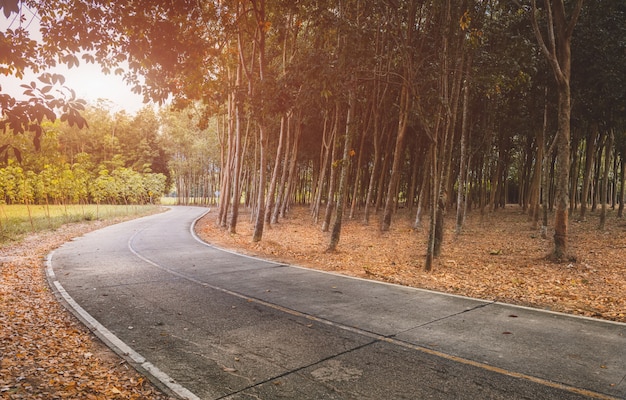 Foto carretera con árboles laterales en temporada de otoño.