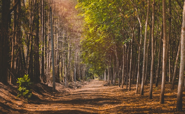 Carretera con árboles laterales en temporada de otoño.