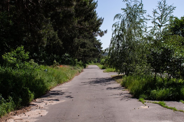 Carretera asfaltada en el bosque de verano