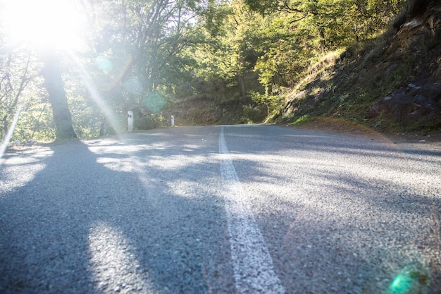 Carretera asfaltada en el bosque