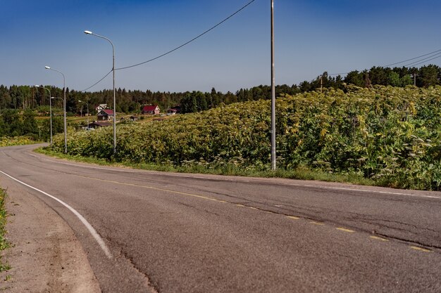 Carretera asfaltada en el campo hogweed gigante que crece en el lado azul cielo despejado en el fondo