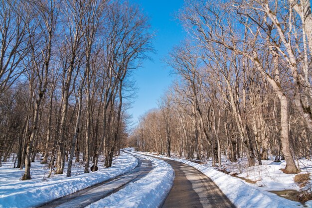 Foto carretera asfaltada cubierta de nieve en el bosque