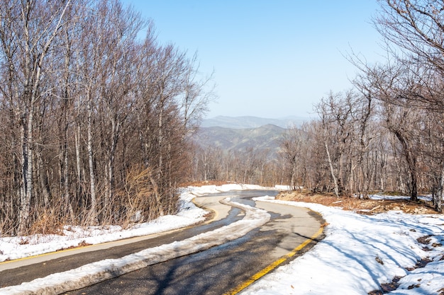 Carretera asfaltada cubierta de nieve en el bosque