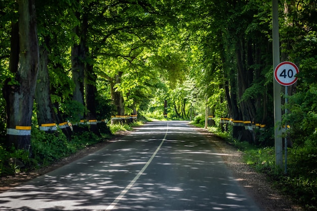 Carretera asfaltada escénica a través del bosque verde en verano