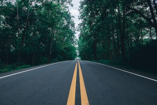 Carretera asfaltada con línea de buceo amarilla y fondo forestal